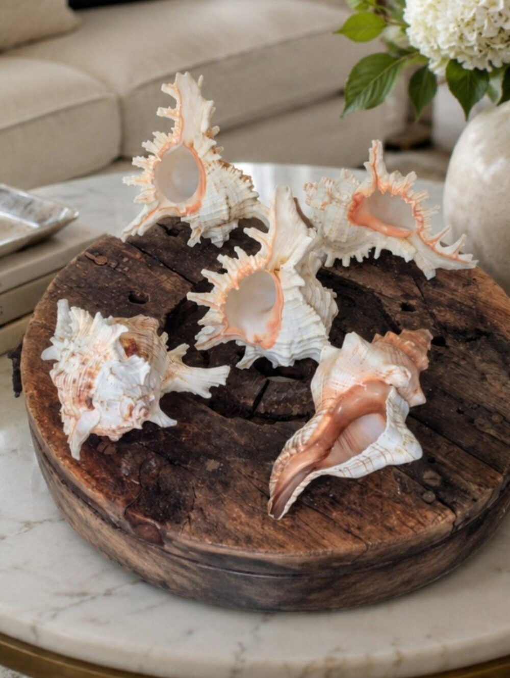 Large Coastal Shell Collection | 4 Murex | 1 Fox Conch
